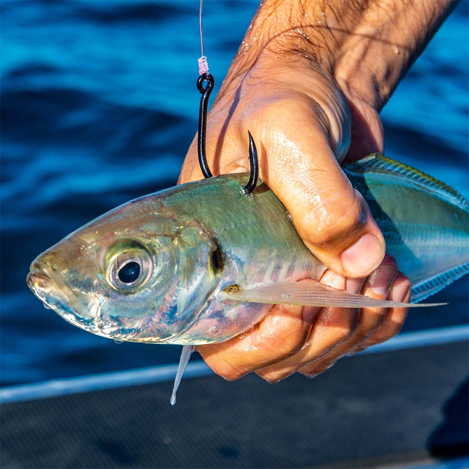 Wasabi Sabiki rigs - Saltwater